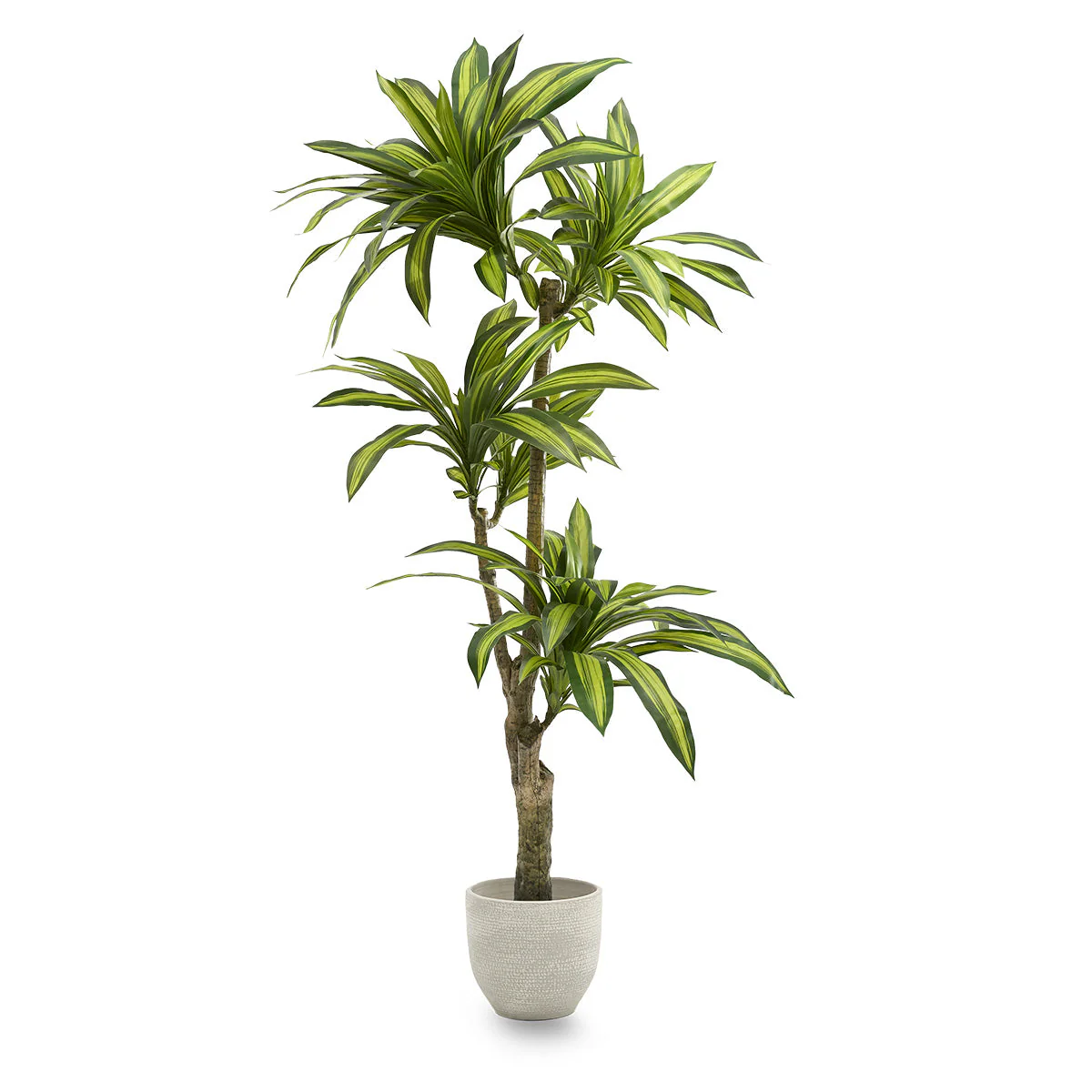 5.5ft Artificial Dracaena Tree - Image 2