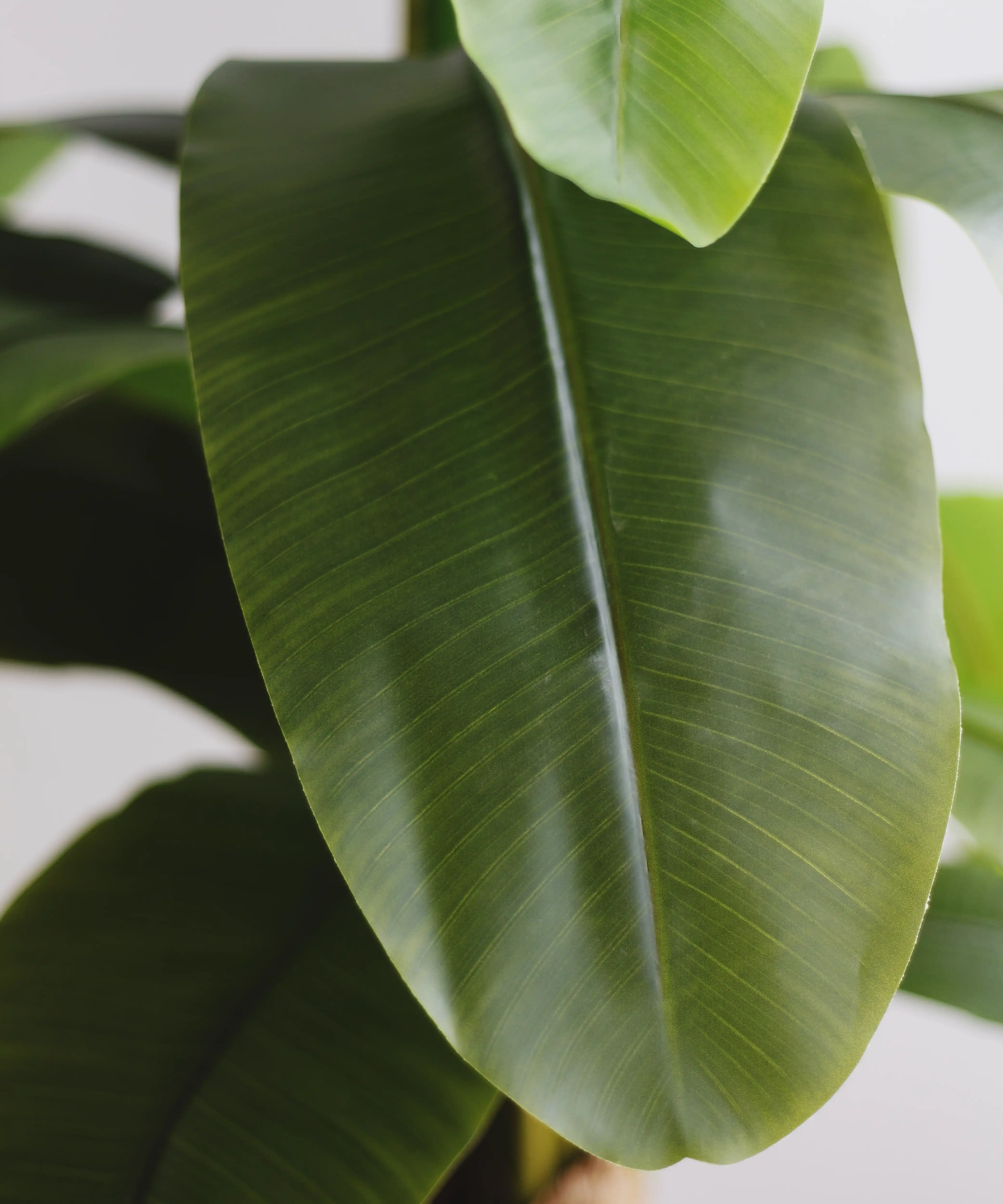 7ft Artificial Banana Tree - Image 3