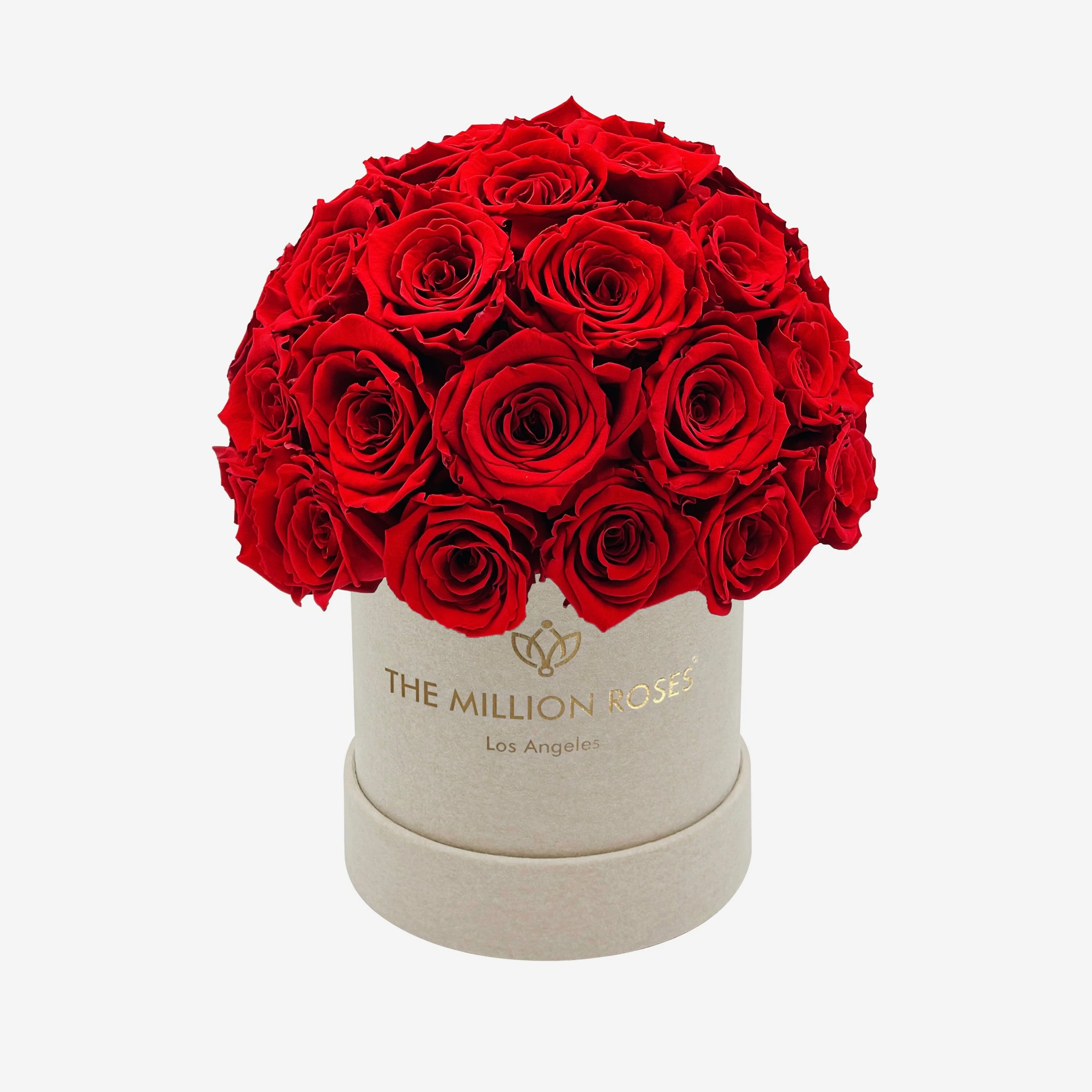 Basic Beige Suede Superdome Box | Red Roses - Image 2