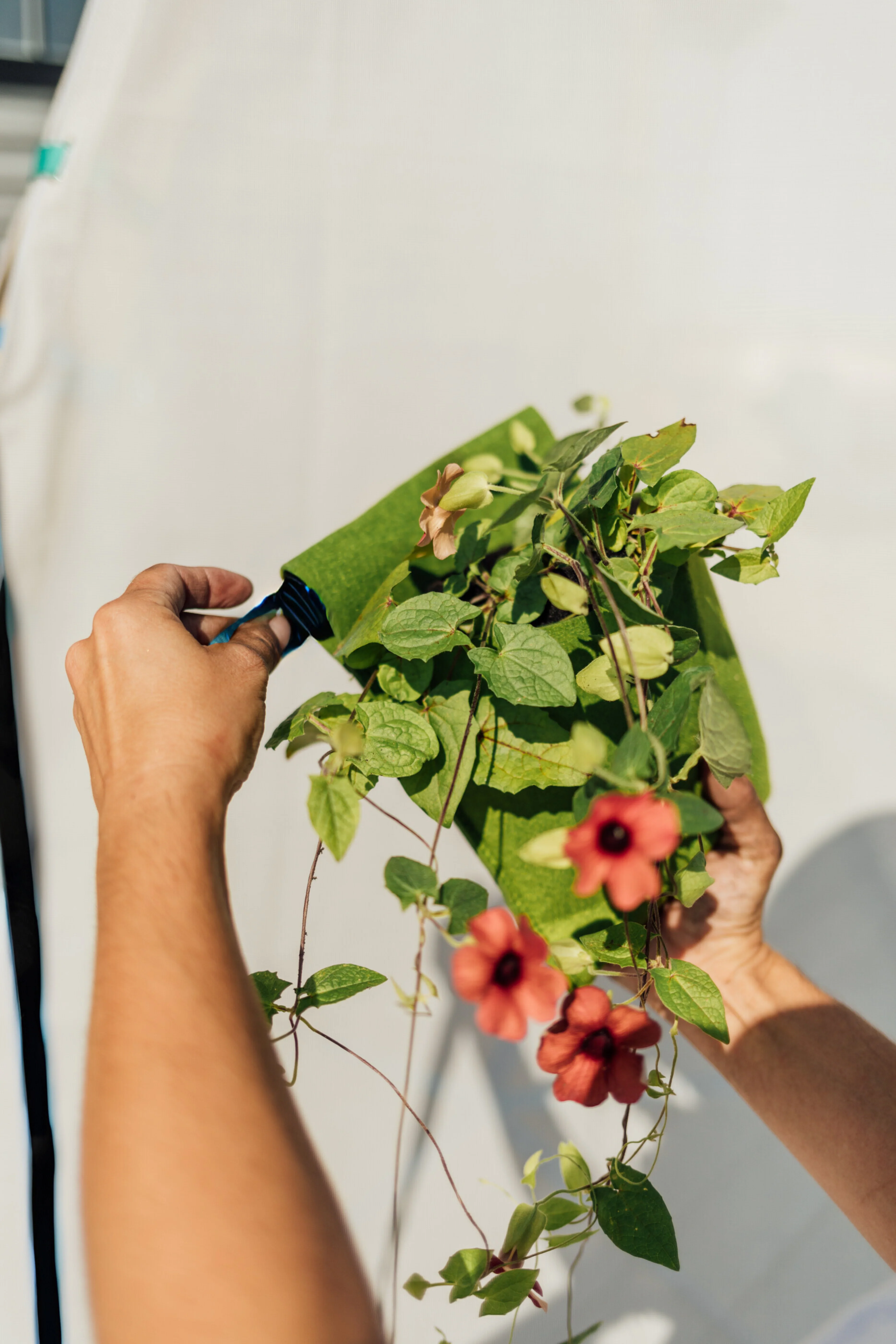 Bijou Bloom Hanging Planters - Image 4